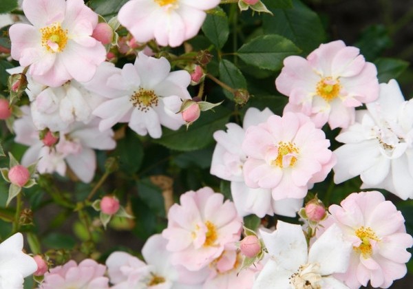 Rosa Sternenhimmel, augststumbrs 60cm