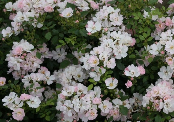 Rosa Sternenhimmel, augststumbrs 60cm