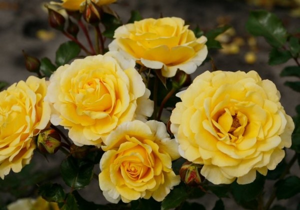 Rosa Sunmaid, 2l podā