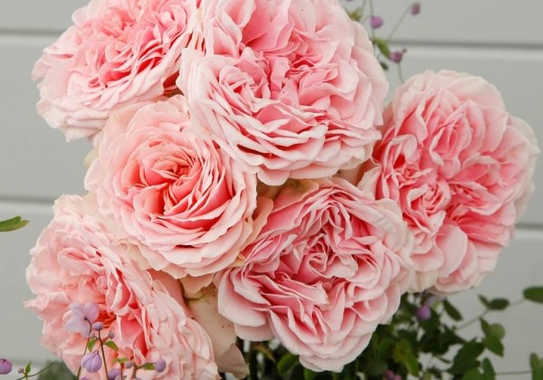 Rosa Amorosa