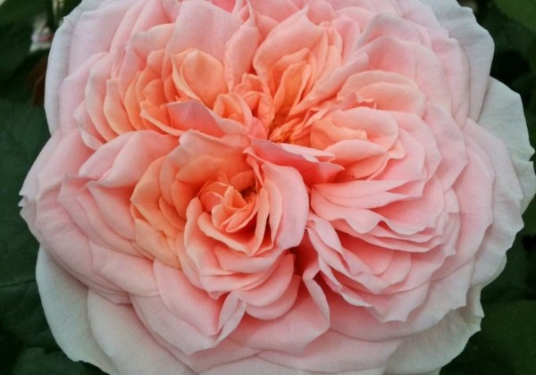 Rosa Amorosa, 2l podā