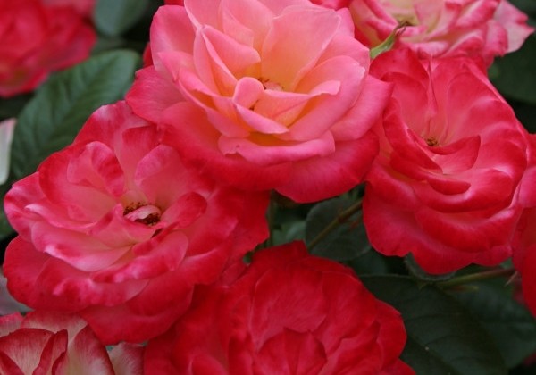 Rosa Enjoy, augststumbrs 80cm