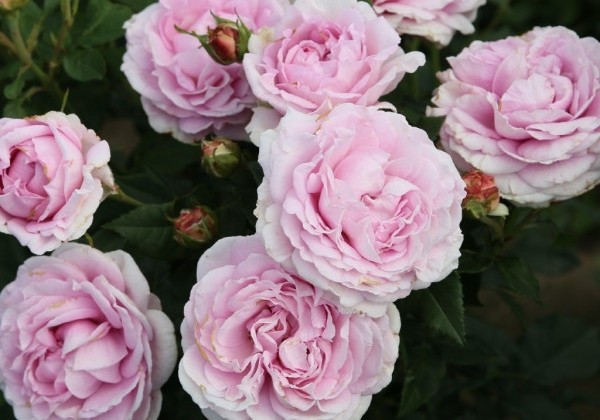 Rosa Königin Marie, augststumbrs 80cm