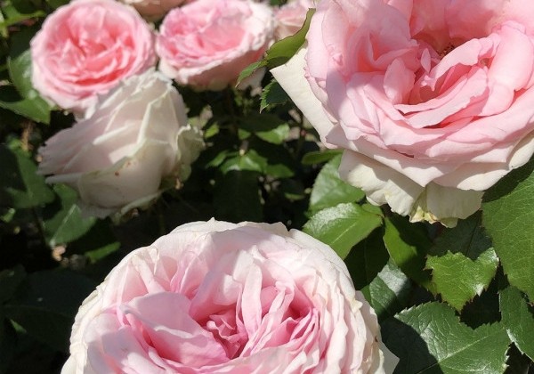 Rosa Meine Rose