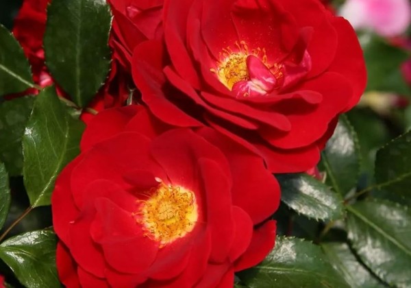 Rosa Caracho, 2l podā