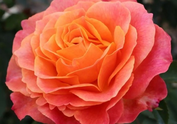 Rosa Better Times, 2l podā