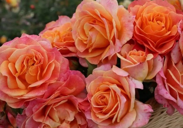 Rosa Better Times, 2l podā
