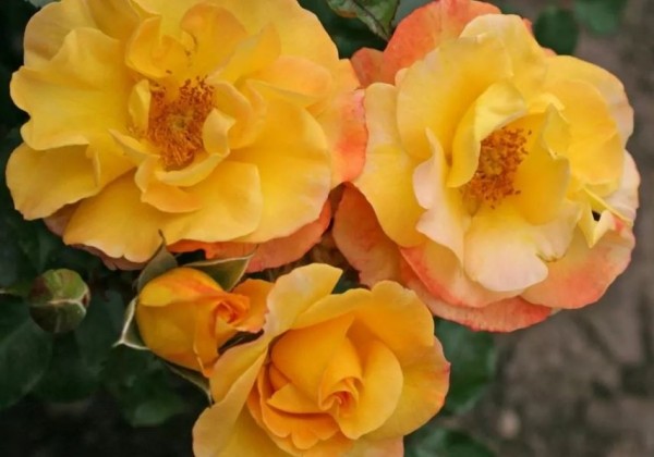 Rosa Bright Smiles, augststumbrs 80cm