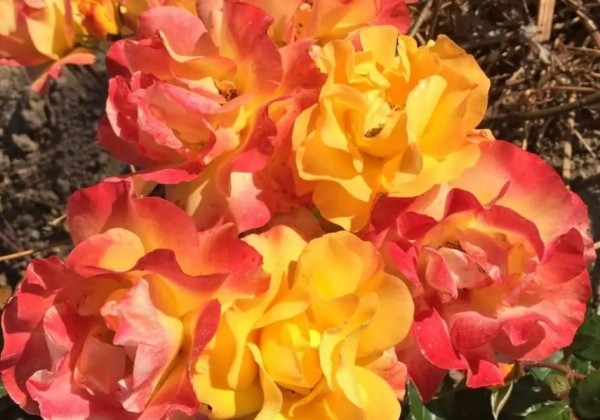 Rosa Bright Smiles, augststumbrs 80cm