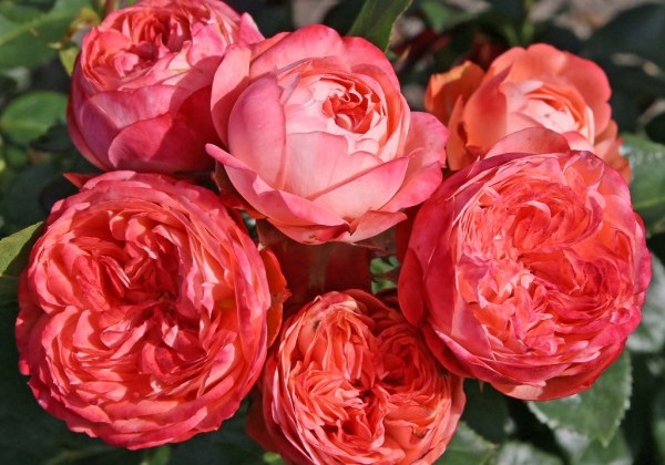 Rosa Pompeji, augststumbrs 60cm