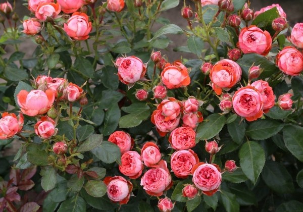 Rosa Pompeji, augststumbrs 60cm