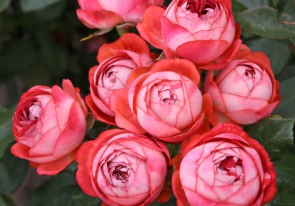 Rosa Pompeji, augststumbrs 60cm