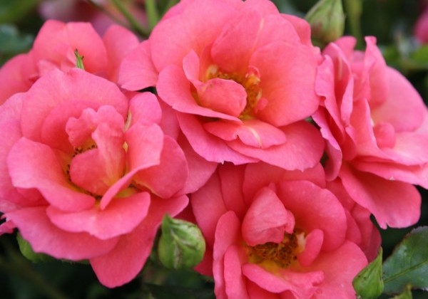 Rosa Flamingo, augststumbrs 80cm