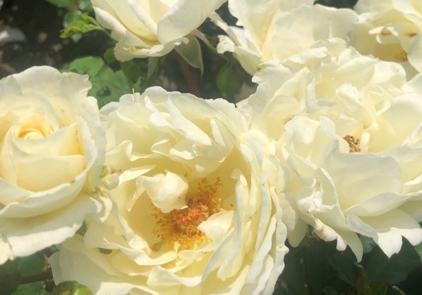 Rosa Mentor-Rose, 2l podā