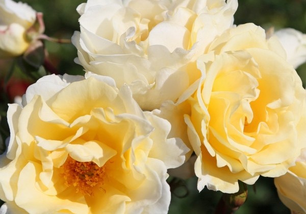 Rosa Mentor-Rose, 2l podā