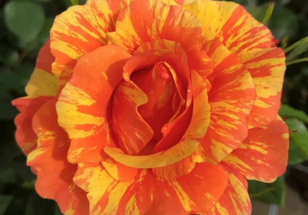 Rosa Lollipop