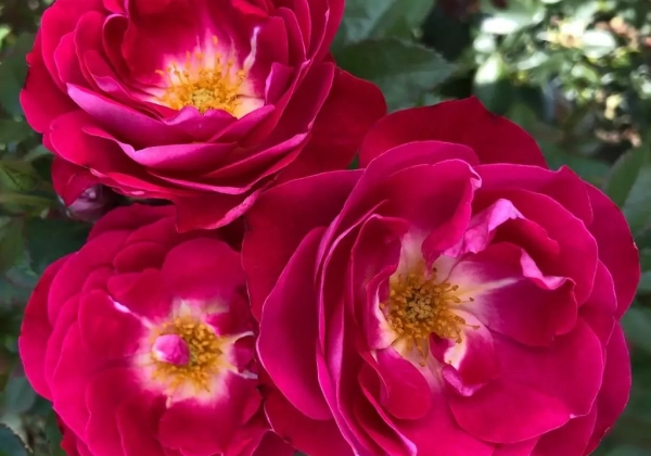 Rosa blütenRhein, augststumbrs 80cm