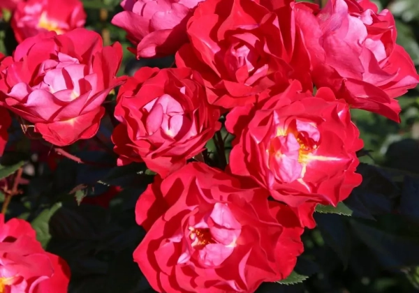 Rosa blütenRhein, augststumbrs 80cm