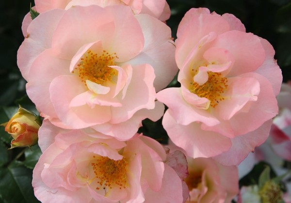 Rosa Zauberhaft, augststumbrs 80cm