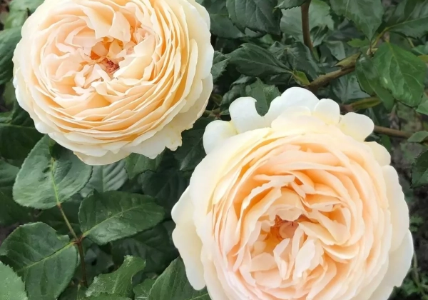 Rosa Marzipan