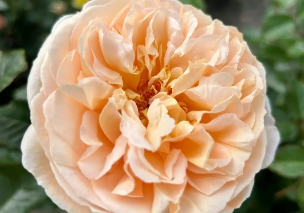 Rosa Marzipan