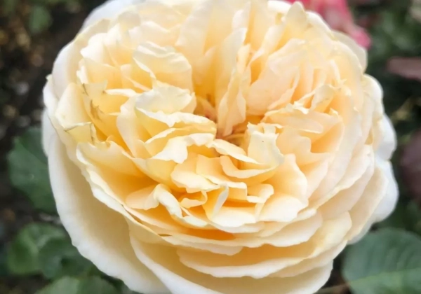 Rosa Marzipan