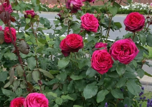 Rosa Gräfin Diana, augststumbrs 80cm