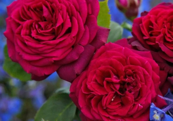 Rosa Gräfin Diana, augststumbrs 80cm