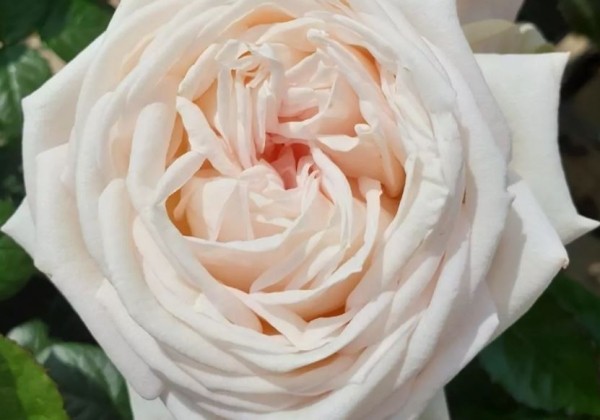 Rosa Madame Anisette, 2l podā