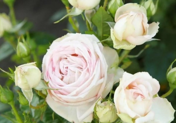 Rosa Madame Anisette, 2l podā