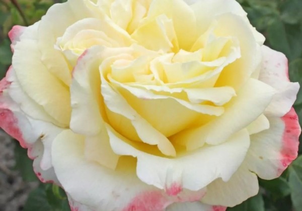 Rosa Athena