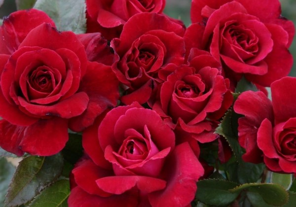 Rosa Bellevue, augststumbrs 80cm