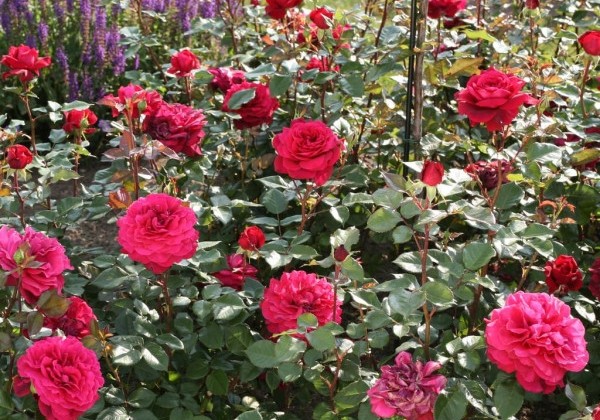 Rosa Bellevue, 2l podā