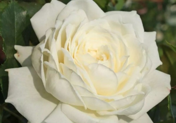 Rosa Alaska, 2l podā