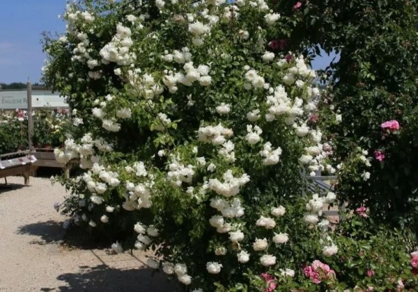 Rosa Alaska, 2l podā