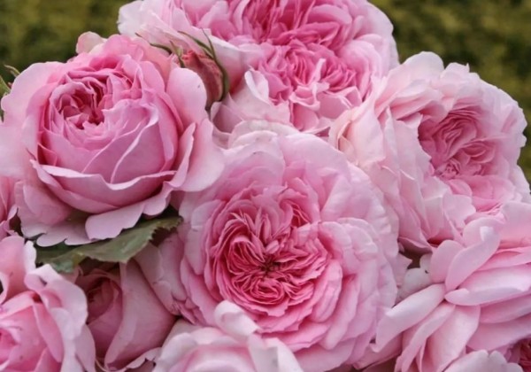 Rosa Alexandra - Princesse de Luxembourg, 2l podā