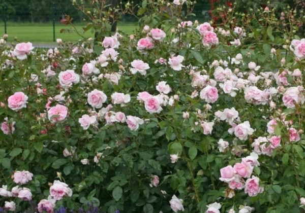 Rosa Alexandra - Princesse de Luxembourg, 2l podā