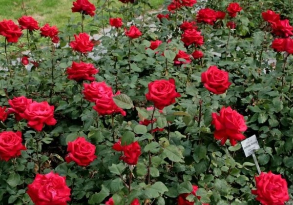 Rosa Grande Amore