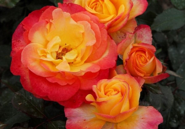 Rosa Flaming Star