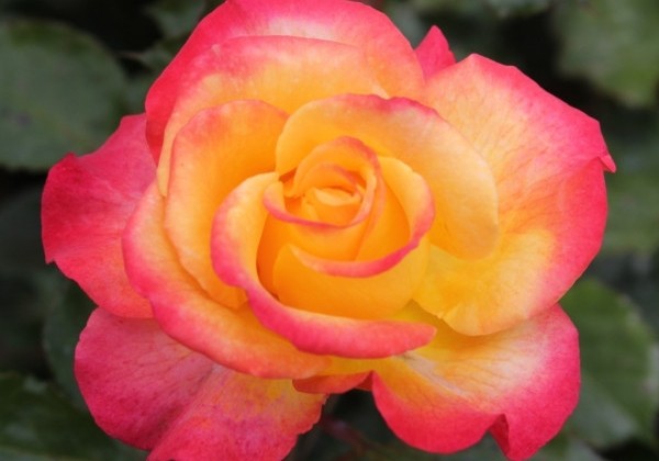 Rosa Flaming Star