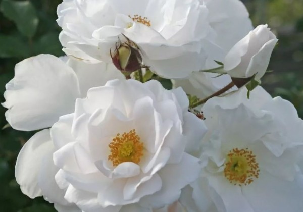 Rosa Hella, 2l podā