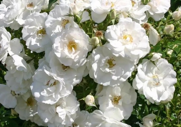 Rosa Hella, 2l podā