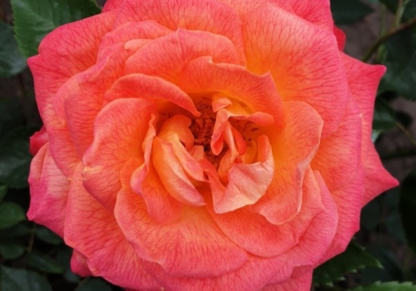 Rosa Feurio, 2l podā