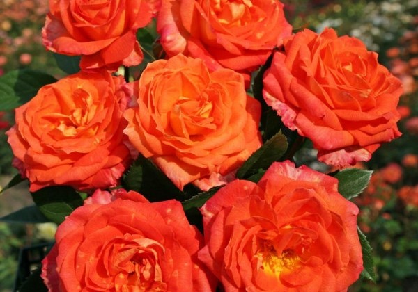 Rosa Feurio, 2l podā