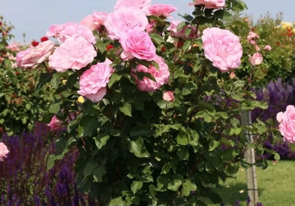 Rosa Beverly, 2l podā