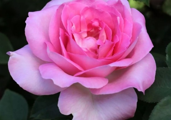 Rosa Beverly, 2l podā