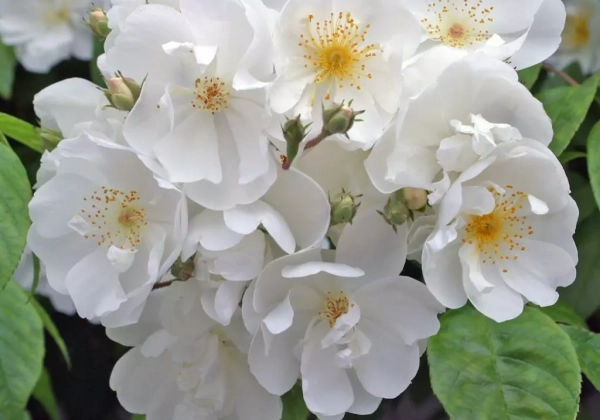 Rosa Bobby James