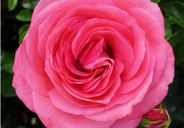 Rosa Cherry Lady