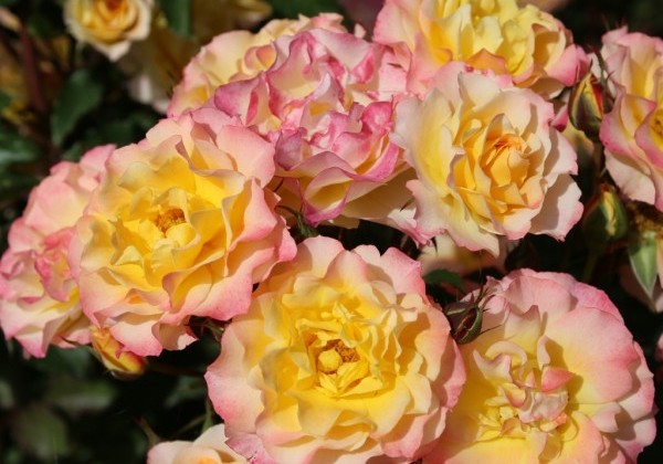 Rosa Landlust, 2l podā