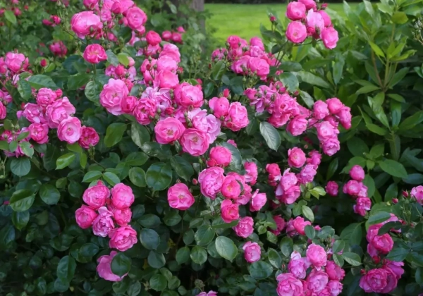Rosa Angela